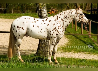 Appaloosa, Étalon, 14 Ans, 163 cm, Léopard