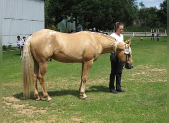 Appaloosa, Étalon, 21 Ans, 154 cm, Palomino