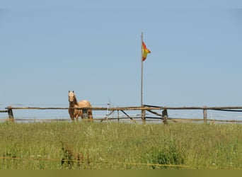 Appaloosa, Étalon, 21 Ans, 154 cm, Palomino