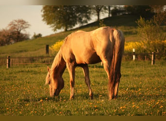 Appaloosa, Étalon, 21 Ans, 154 cm, Palomino