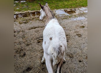 Appaloosa, Étalon, Poulain (05/2026), 150 cm, Bai