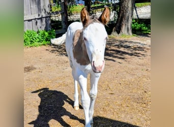 Appaloosa, Étalon, Poulain (05/2026), 150 cm, Grullo