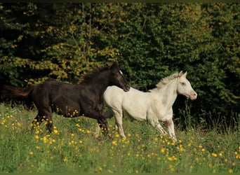 Appaloosa, Étalon, Poulain (02/2024), 150 cm, Noir