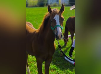 Appaloosa, Étalon, Poulain (03/2026), 155 cm, Alezan brûlé