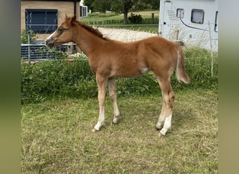Appaloosa, Étalon, Poulain (03/2026), 155 cm, Alezan brûlé