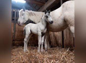 Appaloosa, Étalon, , 155 cm, Blanc