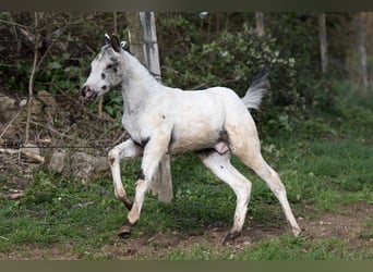 Appaloosa, Étalon, Poulain (02/2024), 155 cm