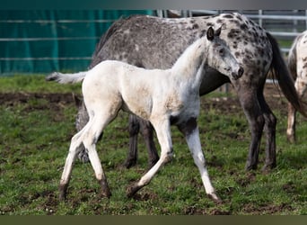 Appaloosa, Étalon, Poulain (02/2024), 155 cm