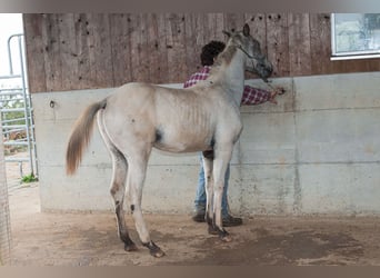 Appaloosa, Étalon, Poulain (02/2024), 155 cm