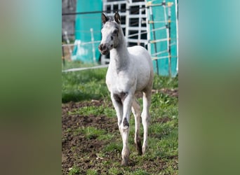 Appaloosa, Étalon, Poulain (02/2024), 155 cm