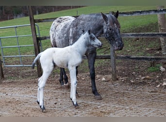 Appaloosa, Étalon, Poulain (02/2024), 155 cm