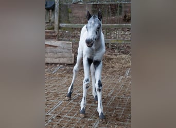 Appaloosa, Étalon, Poulain (02/2024), 155 cm