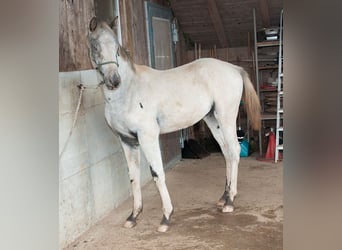 Appaloosa, Étalon, Poulain (02/2024), 155 cm