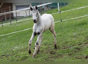 Appaloosa, Étalon, Poulain (02/2024), 155 cm