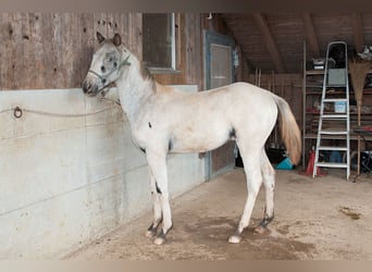 Appaloosa, Étalon, Poulain (02/2024), 155 cm