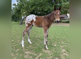 Appaloosa, Étalon, Poulain (04/2026), 155 cm, Léopard