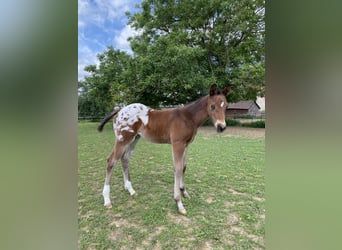 Appaloosa, Étalon, Poulain (04/2026), 155 cm, Léopard