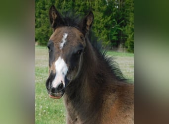 Appaloosa, Étalon, Poulain (02/2026), 155 cm, Noir