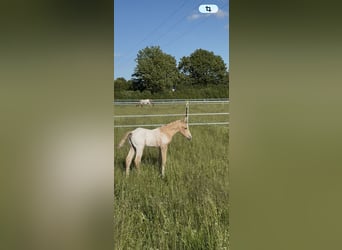 Appaloosa, Étalon, Poulain (05/2026), 155 cm, Palomino