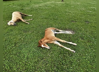 Appaloosa, Étalon, Poulain (06/2025), 160 cm, Rouan Rouge