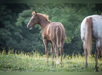 Appaloosa, Étalon, Poulain (04/2024), Alezan