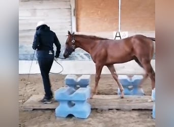 Appaloosa, Étalon, Poulain (04/2024), Alezan