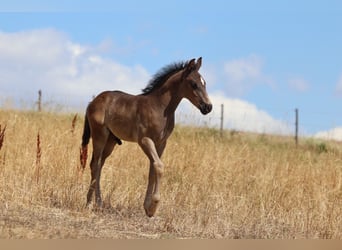 Appaloosa, Étalon, Poulain (06/2026), Bai
