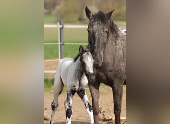 Appaloosa, Étalon, Poulain (01/2025)