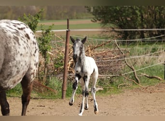 Appaloosa, Étalon, Poulain (01/2025)