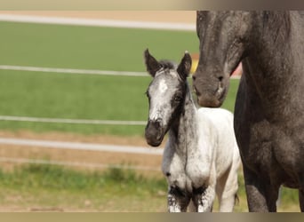 Appaloosa, Étalon, Poulain (01/2025)