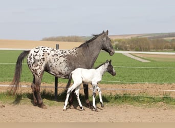 Appaloosa, Étalon, Poulain (01/2025)