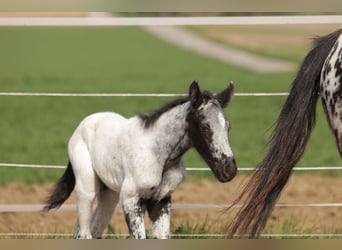 Appaloosa, Étalon, Poulain (01/2025)
