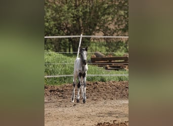 Appaloosa, Étalon, Poulain (01/2025)