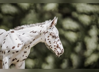 Appaloosa, Étalon, Poulain (05/2026), Léopard