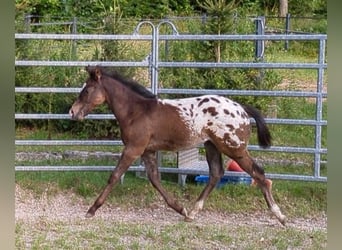 Appaloosa, Étalon, Poulain (04/2024), Léopard