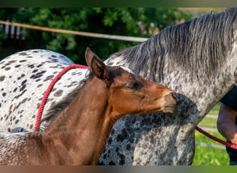 Appaloosa, Étalon, Poulain (04/2024), Roan-Bay