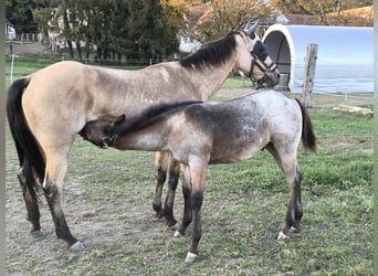 Appaloosa, Étalon, Poulain (05/2026), Rouan Bleu