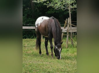 Appaloosa, Étalon, 12 Ans