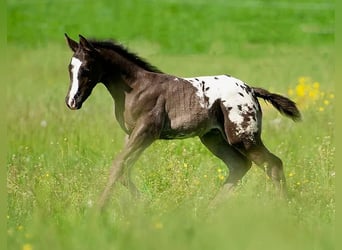 Appaloosa, Étalon, 12 Ans