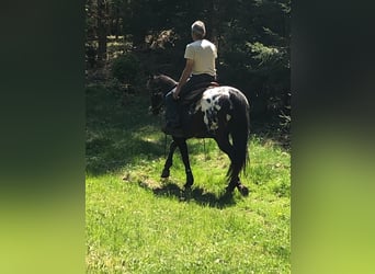 Appaloosa, Étalon, 12 Ans