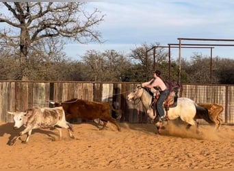 Appaloosa, Gelding, 10 years, 14.1 hh, Buckskin