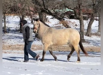 Appaloosa, Gelding, 10 years, 14.1 hh, Buckskin