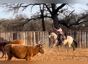 Appaloosa, Gelding, 10 years, 14.1 hh, Buckskin