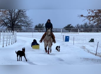 Appaloosa, Gelding, 10 years, 14.1 hh, Buckskin