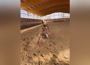 Appaloosa, Gelding, 10 years, 14.2 hh, Can be white