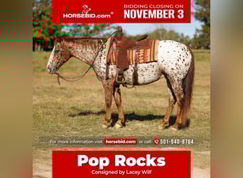 Appaloosa, Gelding, 10 years, 14.2 hh, Chestnut