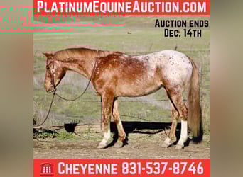 Appaloosa, Gelding, 10 years, 14.2 hh, Roan-Red