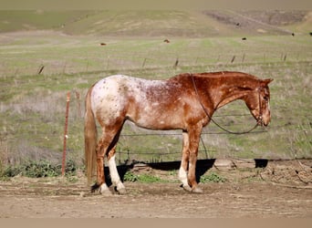 Appaloosa, Gelding, 10 years, 14.2 hh, Roan-Red