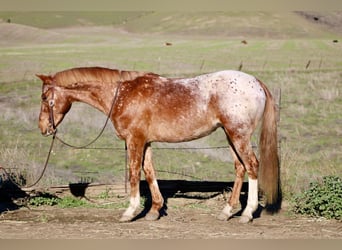 Appaloosa, Gelding, 10 years, 14.2 hh, Roan-Red