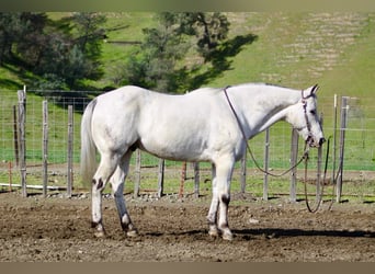 Appaloosa, Gelding, 10 years, 14.3 hh, Grey